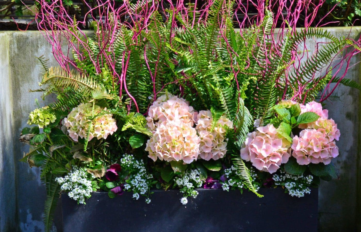 Chicago Spring Annuals