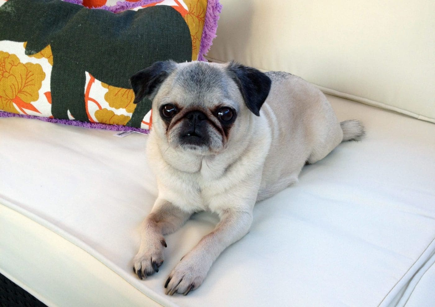 Outdoor Pet Beds