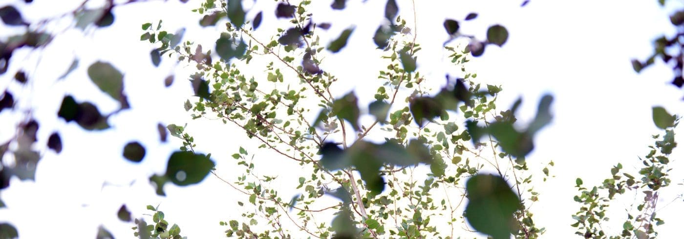 Blurred leaves with the sun shining through.