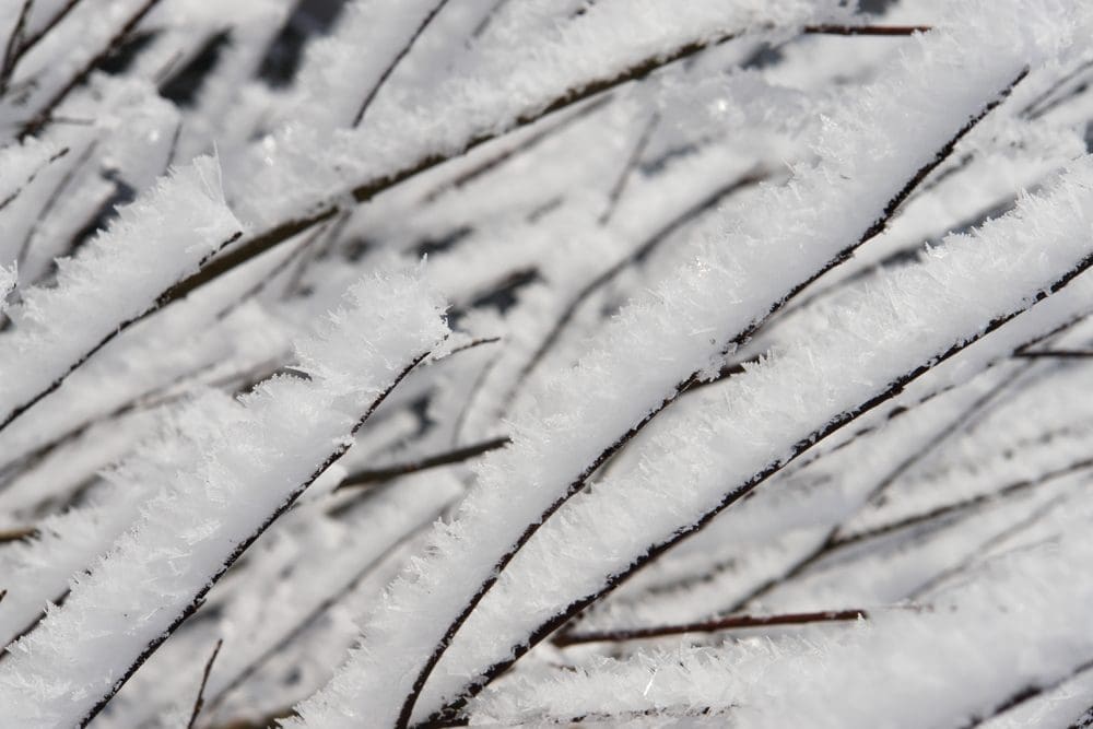 Winter Branch with Snow