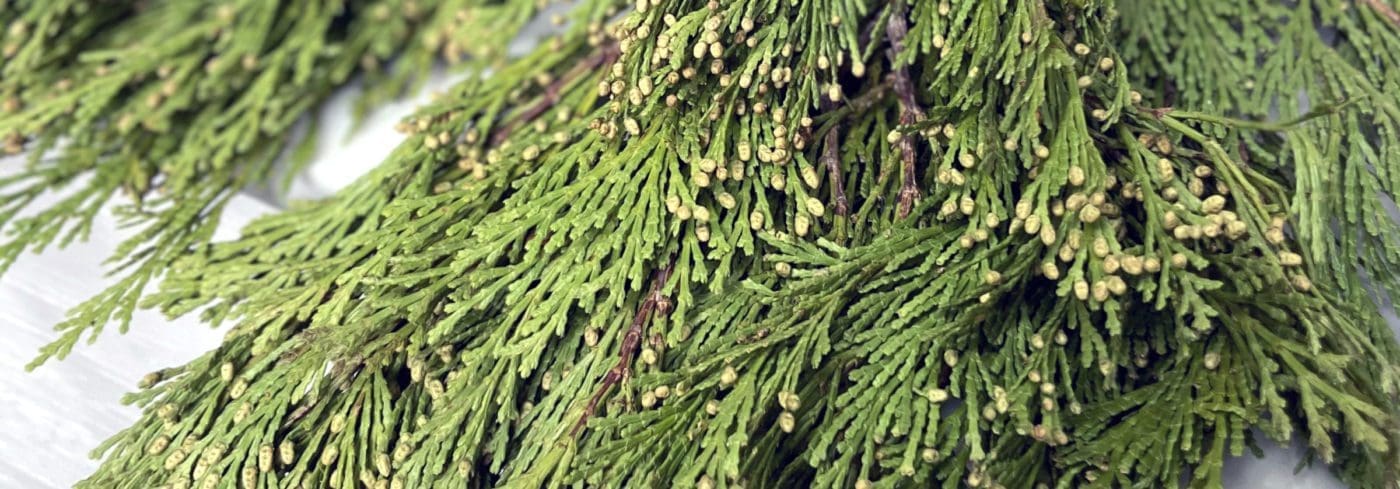 Close up of winter plant branches.