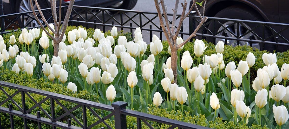 Close up of white Palmer tulips.