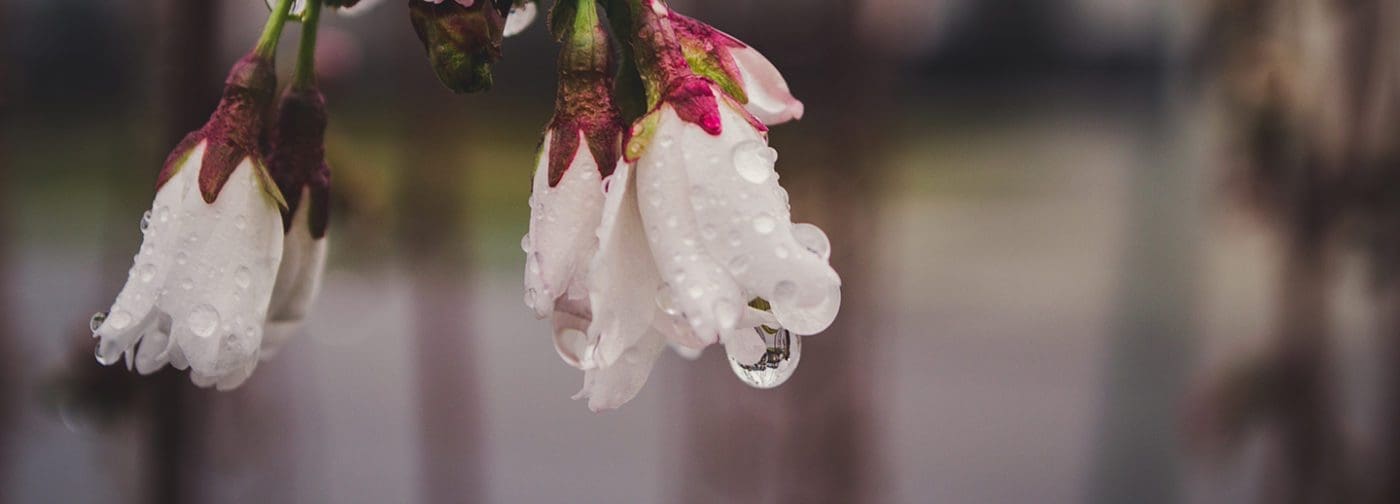 Water droplets dripping off of flower petals.