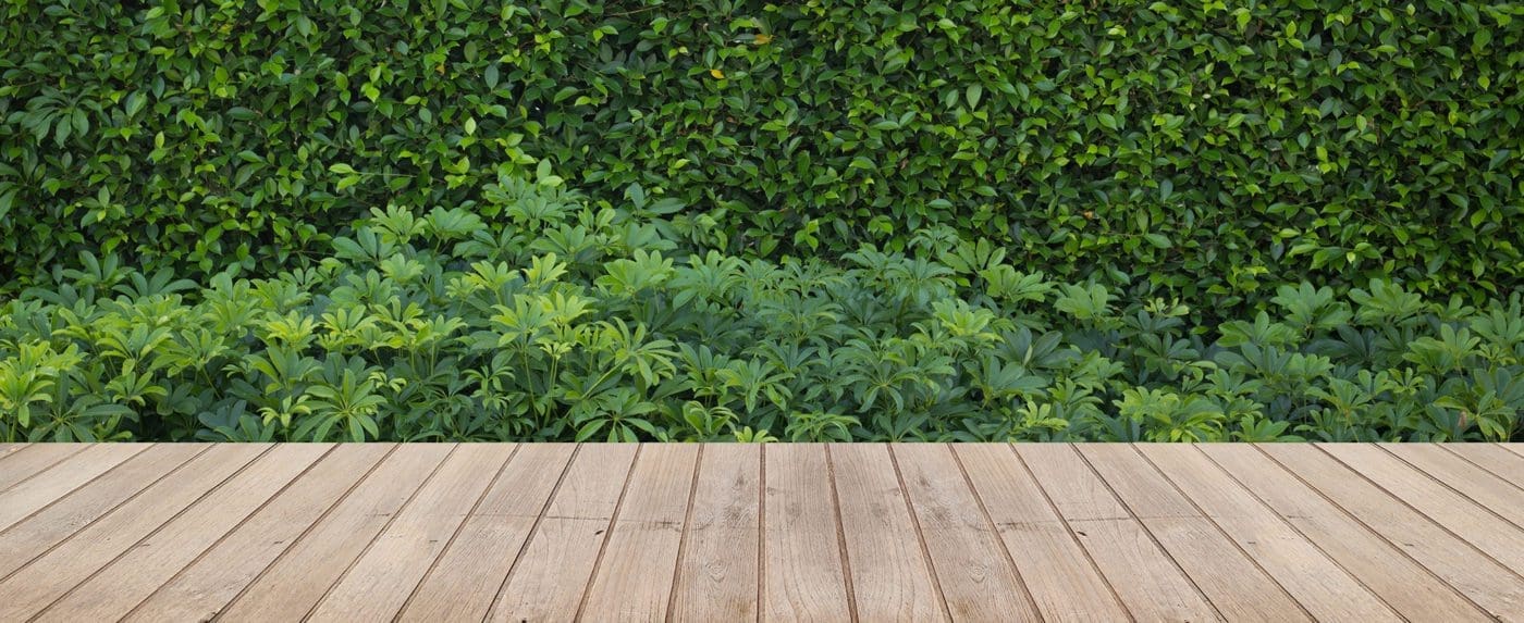 Wooden decking with greenery background.