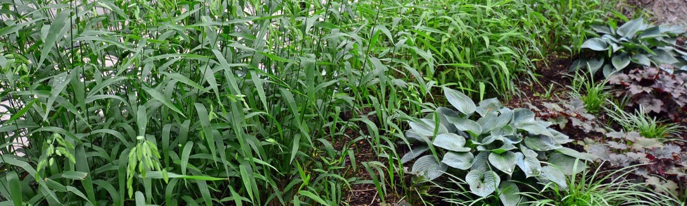 Close up of an outdoor plant garden.