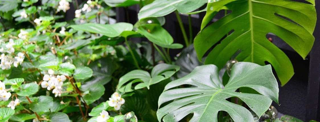 Close up of plant leaves.