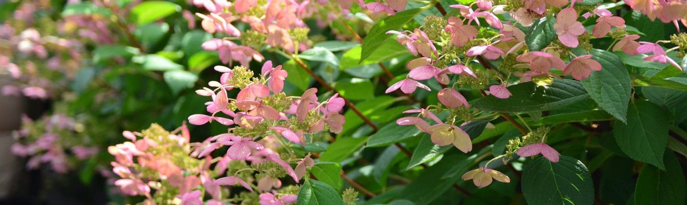 Close up of Tardiva Hydrangea.