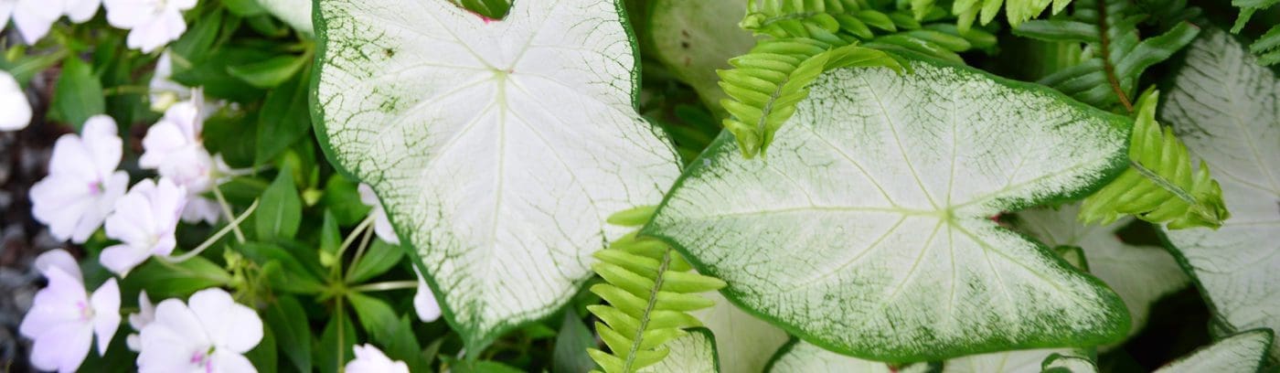 Close up of plant leaves.