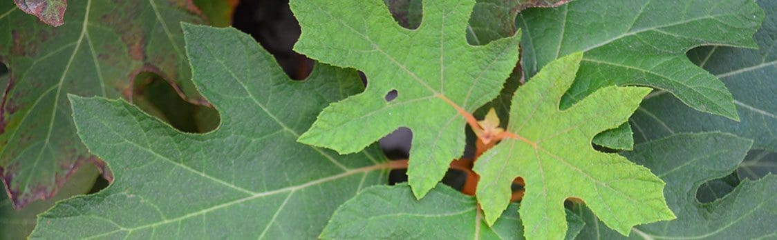 Close up of tree leaves.