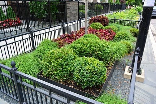 Lohback Bernick Parkway plantings surrounded by metal railings.