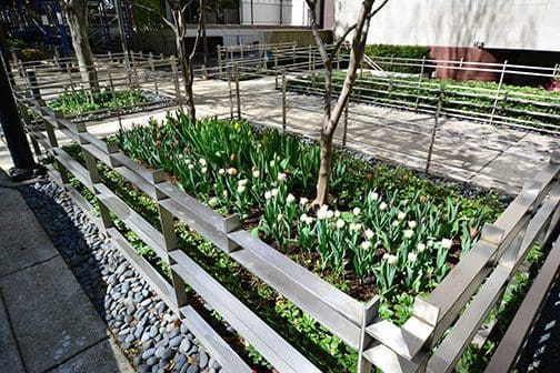Metal railings around tulip garden.