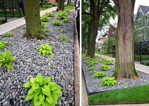 Parkway with mature trees planted with hostas surrounding.