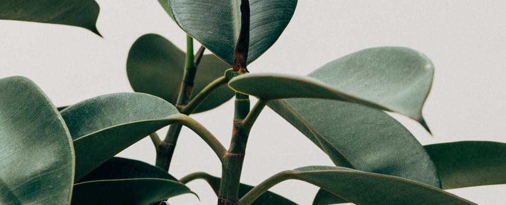 Close up of plant leaves.