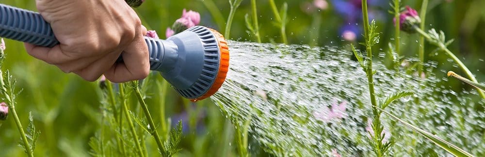 Close up of a hand watering a flowerbed in the garden.