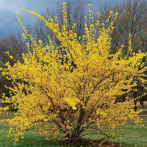 Bright yellow Forsythia.