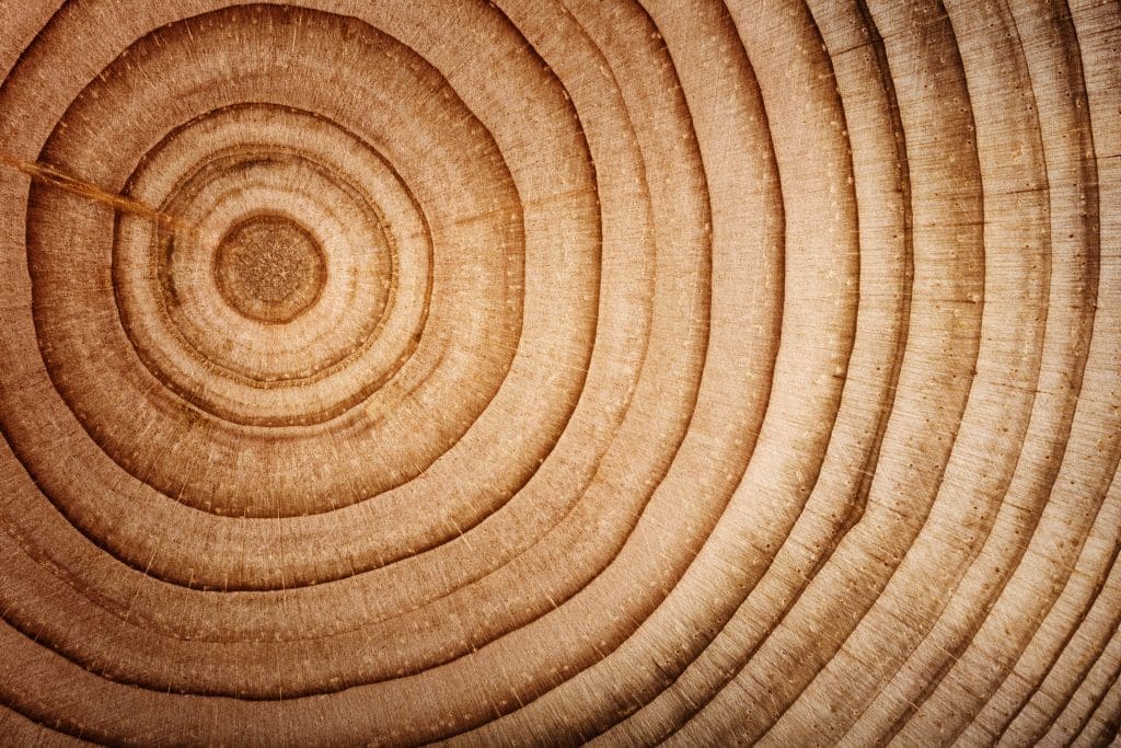 Wood cedar circle texture slice background.
