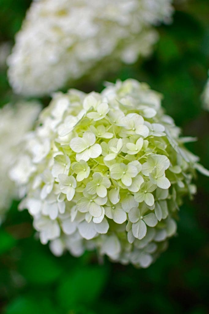 hydrangea panicula