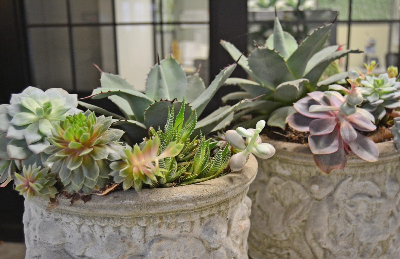 Succulents