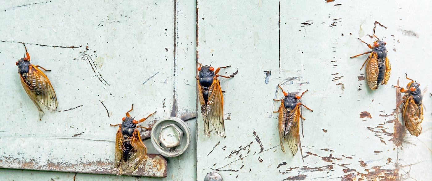 Row of Emerging Cicadas on Blue Metal Background