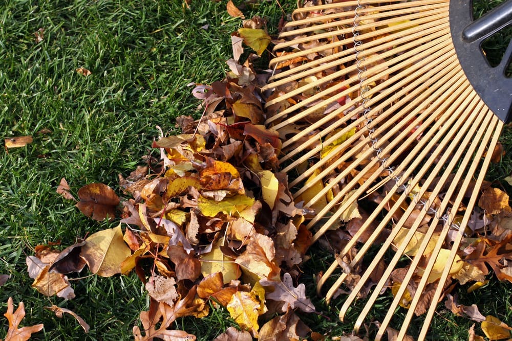 Fall Rake and Leaves