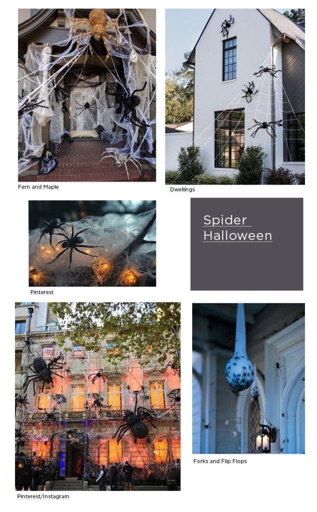 spiders