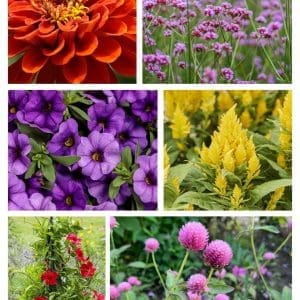 Summer Full Sun Plant Containers