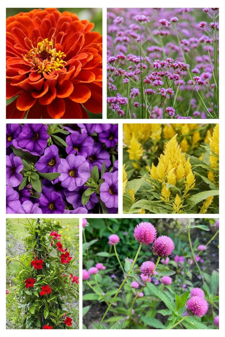 Summer Full Sun Plant Containers